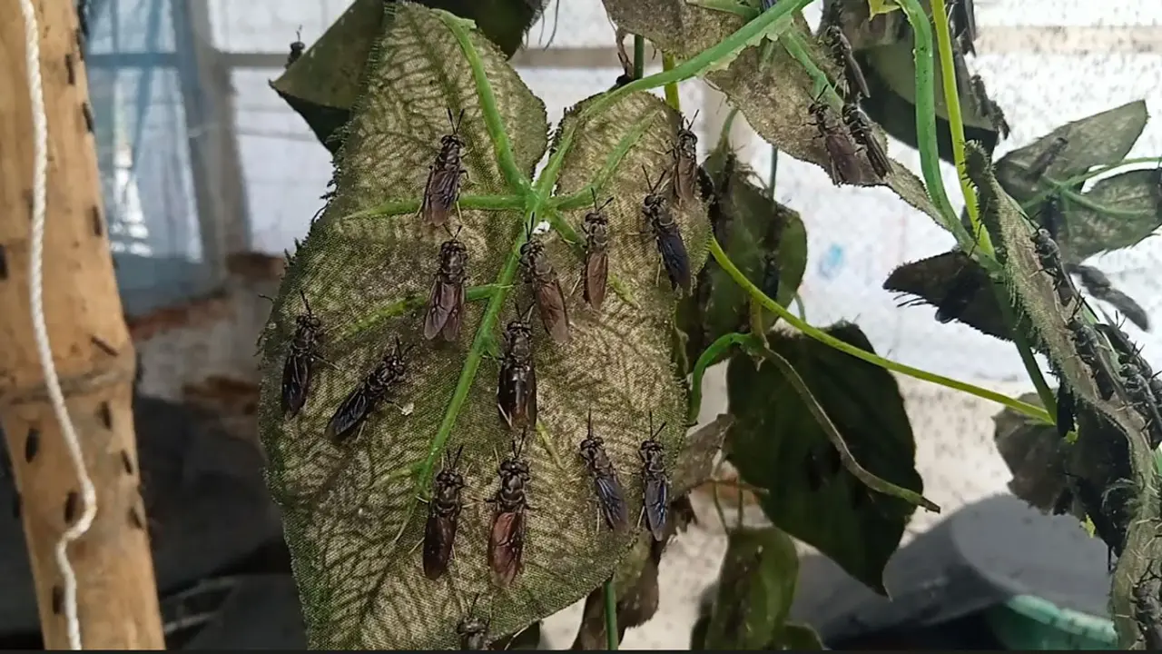 চাঁদপুরে হাঁস-মুরগীর খাবার হিসেবে কালো মাছি চাষ করে সফল অনেকেই