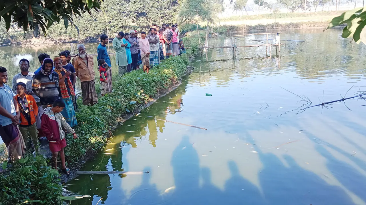 শত্রুতার বিষে মরলো চাষির ১৫ লাখ টাকার মাছ
