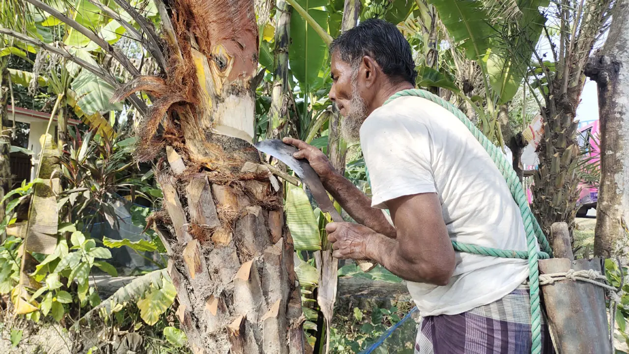 ‘খেজুর রস চুরি করতে না পেরে হাঁড়িতে নেশার ট্যাবলেট মিশিয়ে যায়’