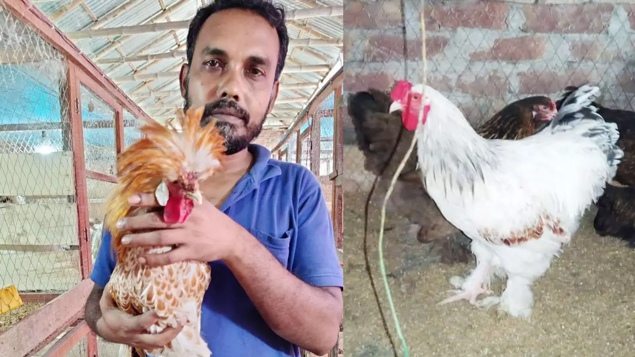 জাহাঙ্গীরের খামারে এক জোড়া মুরগির দাম লাখ টাকা