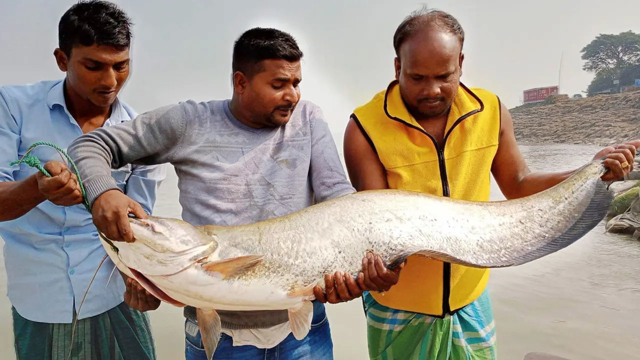 এক বোয়ালের দাম ৩৫৫২৫ টাকা