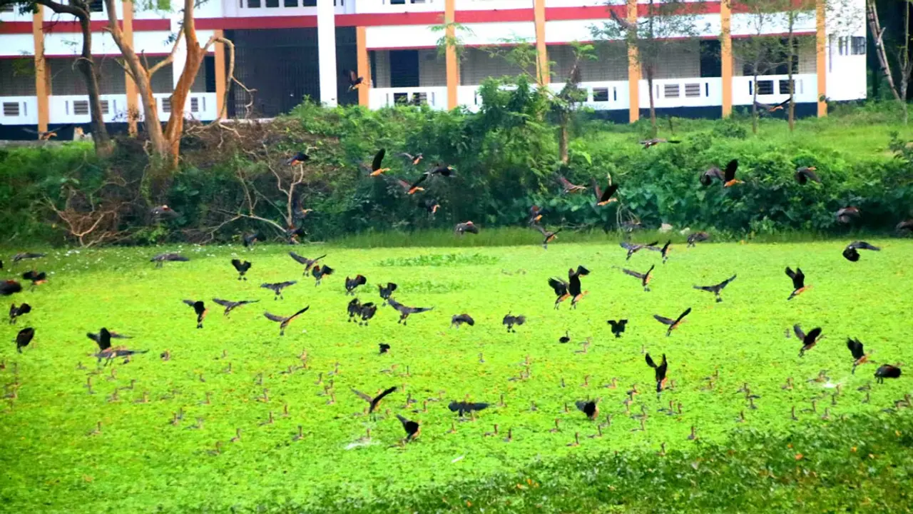 ইবিতে এবার অতিথি পাখির আগমন নিয়ে শঙ্কা