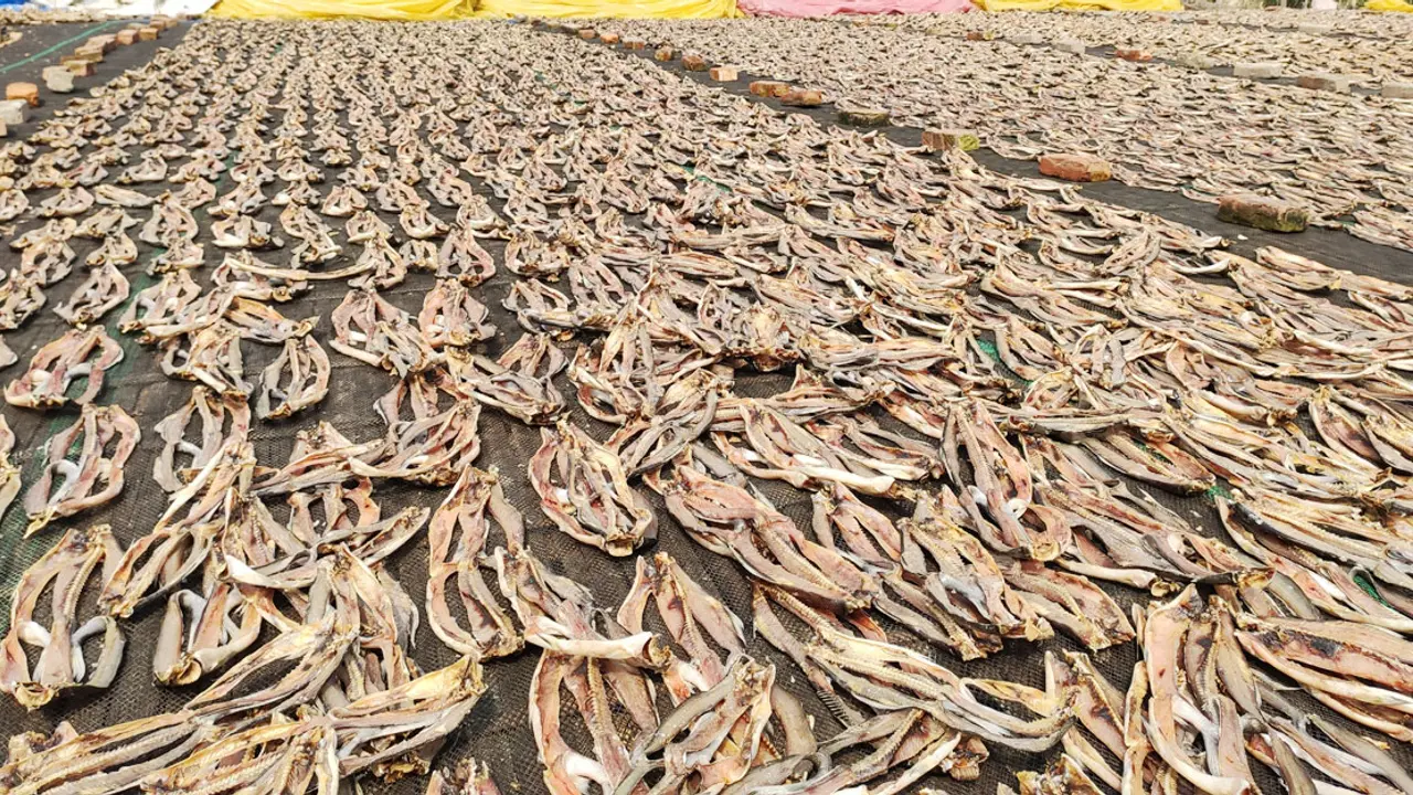 লালপুরে কমেছে শুঁটকি উৎপাদন, দাম বাড়ার আশঙ্কা