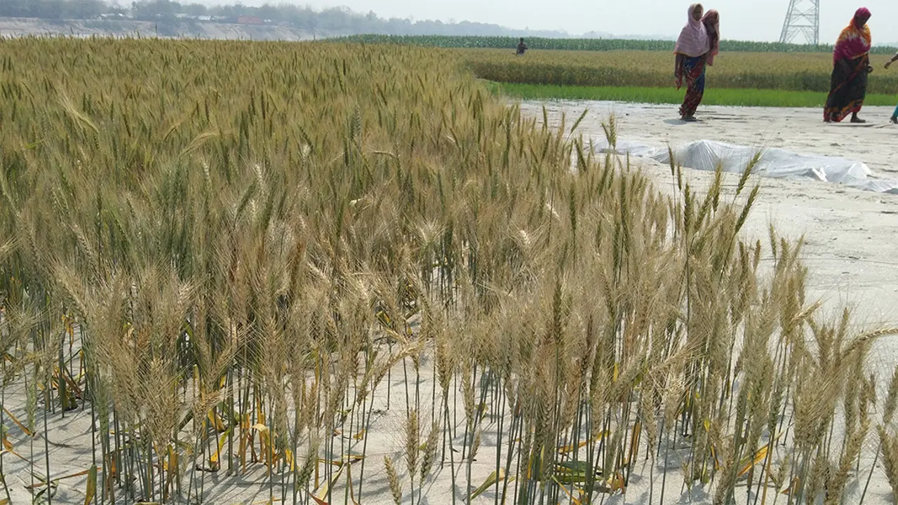 ফসলের ওপর ড্রেজিংয়ের বালু, কৃষকের আর্তনাদেও মন গলেনি কারও