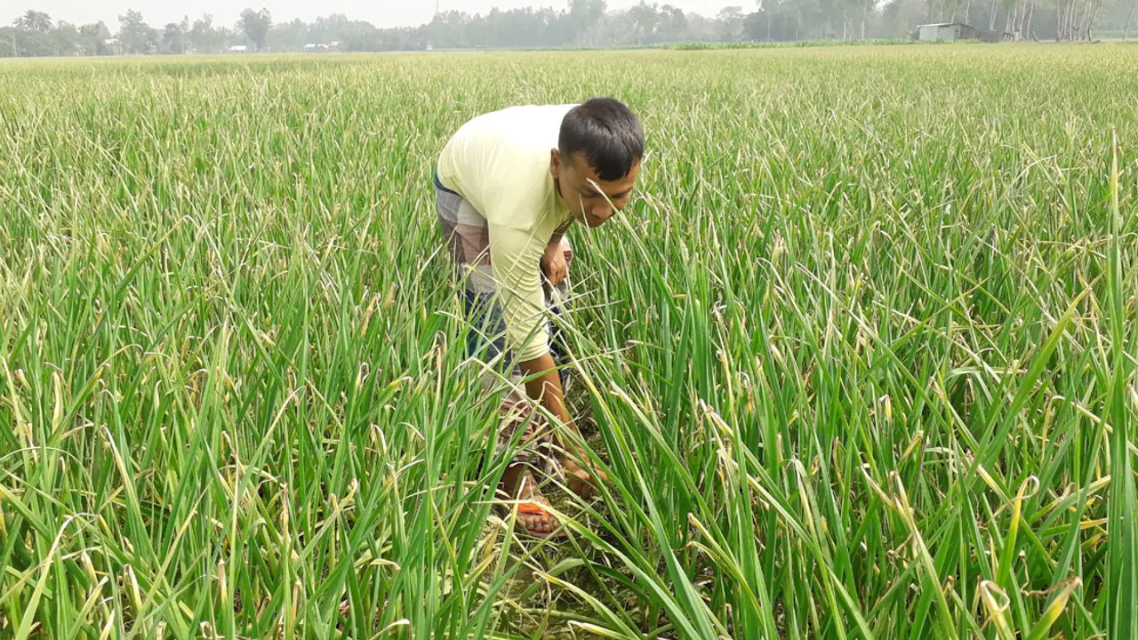 দিনাজপুরে রসুনে আর পয়সা নেই