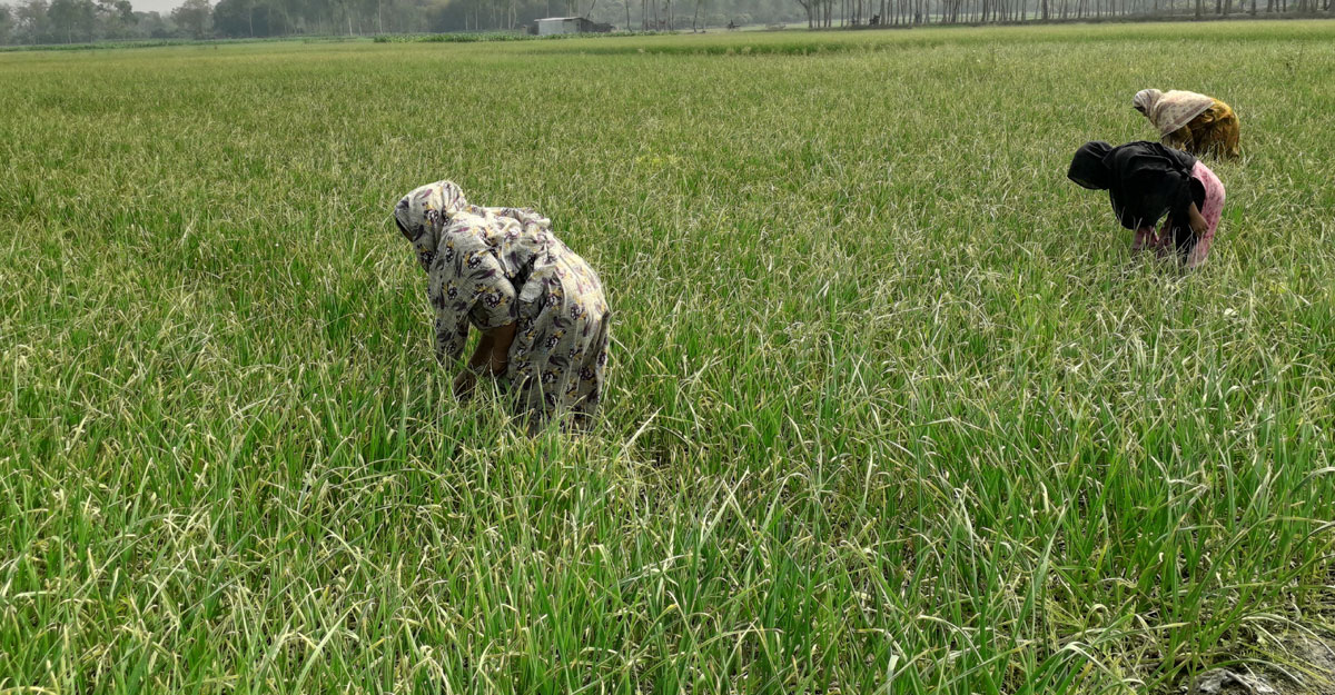 Dhaka Post