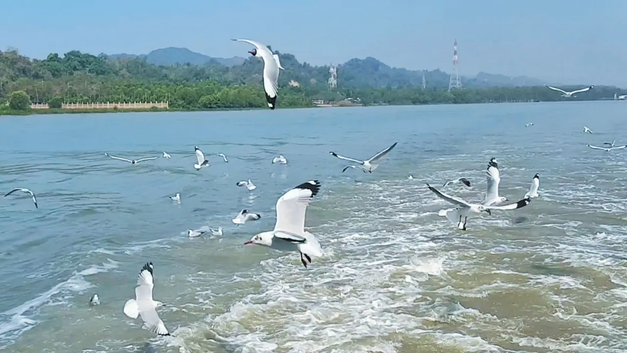 গাঙচিলের সঙ্গে ক্লান্তিহীন সেন্ট মার্টিন ভ্রমণ