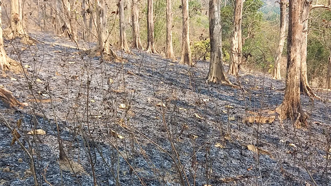 পুড়ে ছাই এক কিলোমিটার বনভূমি, জানে না কর্তৃপক্ষ