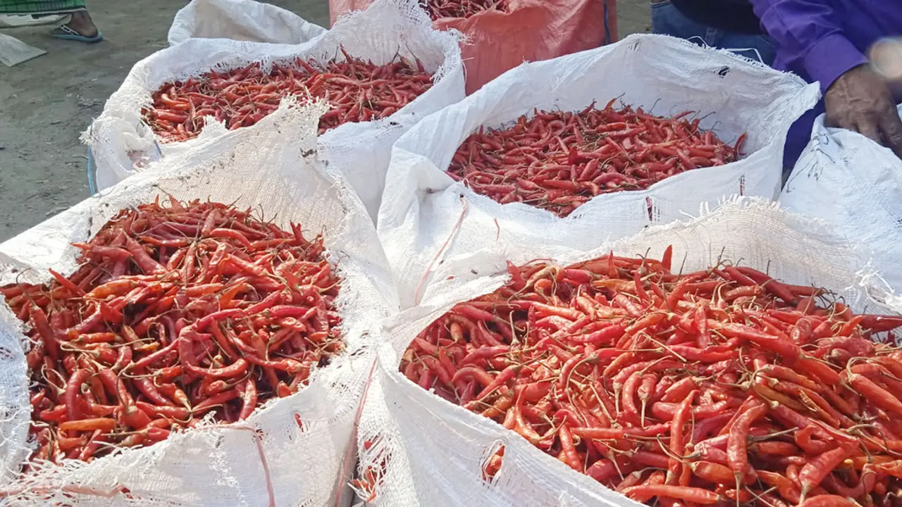 সরগরম মরিচের হাট, দুই দিনে বিক্রি হয় ৮ হাজার মণ মরিচ