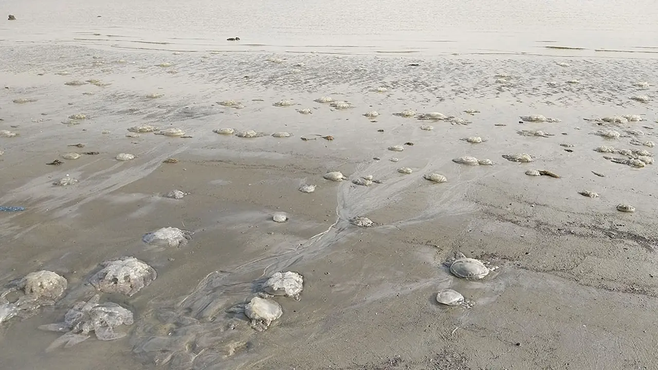 মৃত জেলিফিশে ছেয়ে গেছে কুয়াকাটা সৈকত