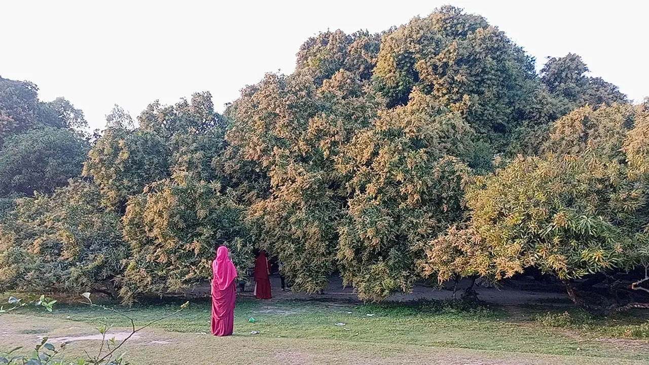মুকুলে ছেয়ে গেছে এশিয়ার সবচেয়ে বড় সূর্যপুরী আমগাছ