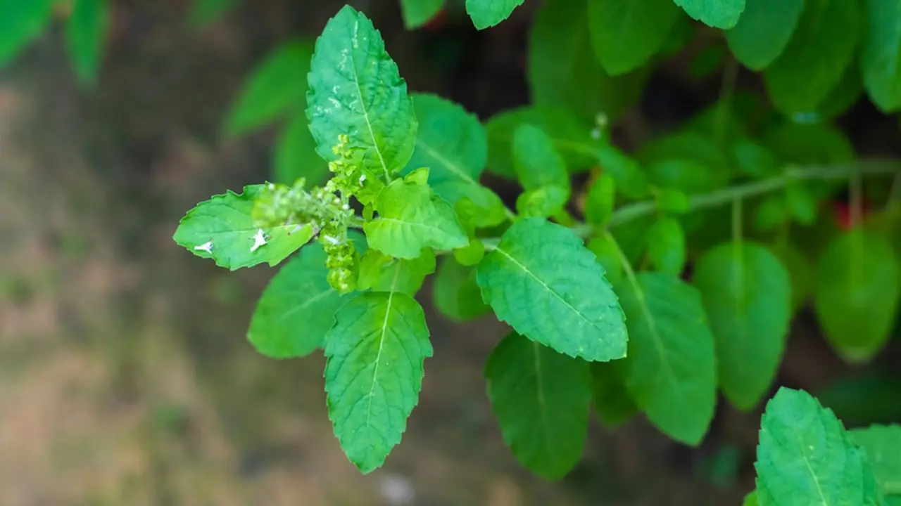 কাশি হলে তুলসি পাতা খাওয়ার উপকারিতা ও নিয়ম