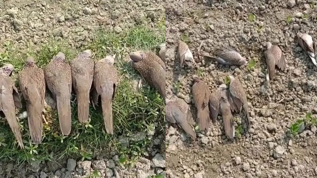 চাঁদপুরে বিষ দিয়ে ৫০ ঘুঘু হত্যা