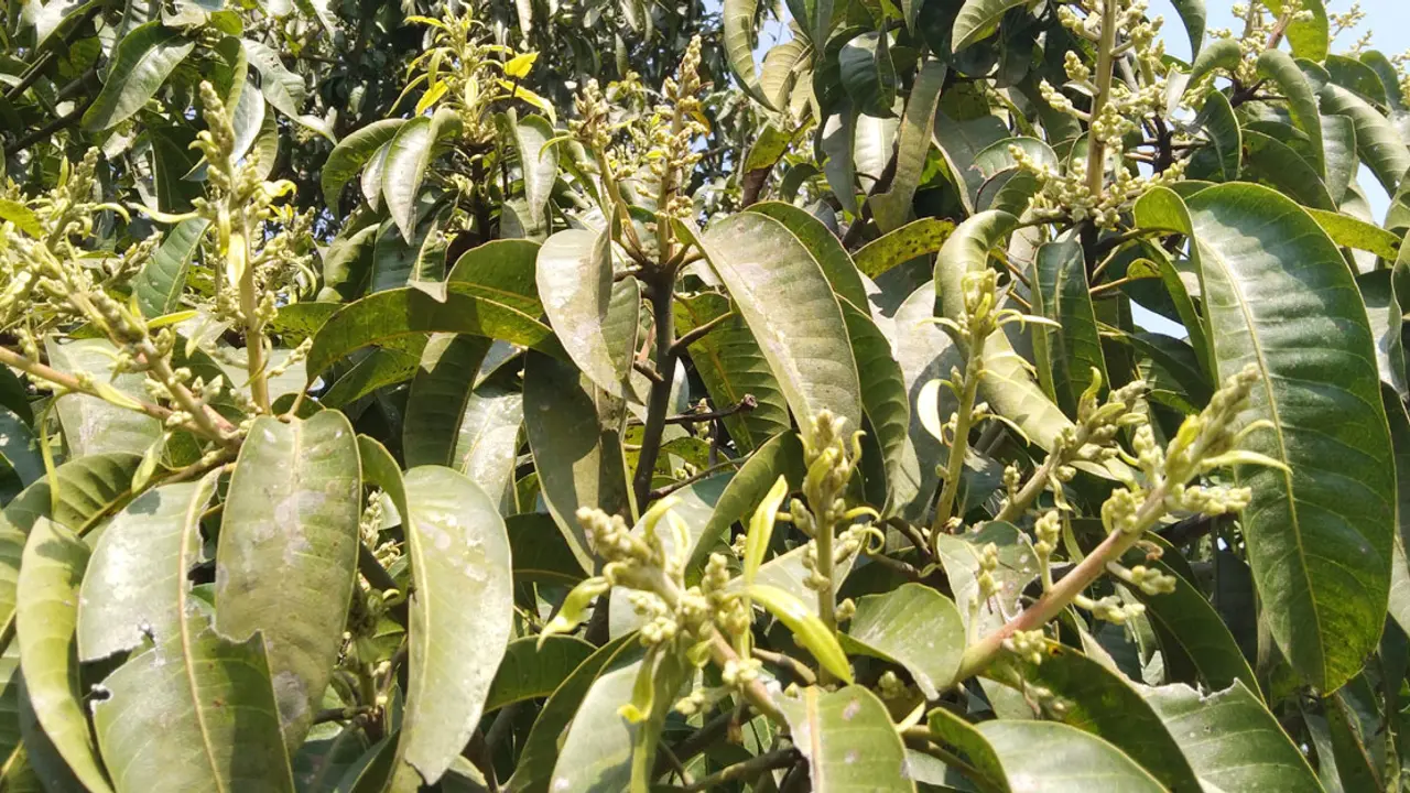 আমের মুকুল পরিচর্যায় ব্যস্ত চাষিরা