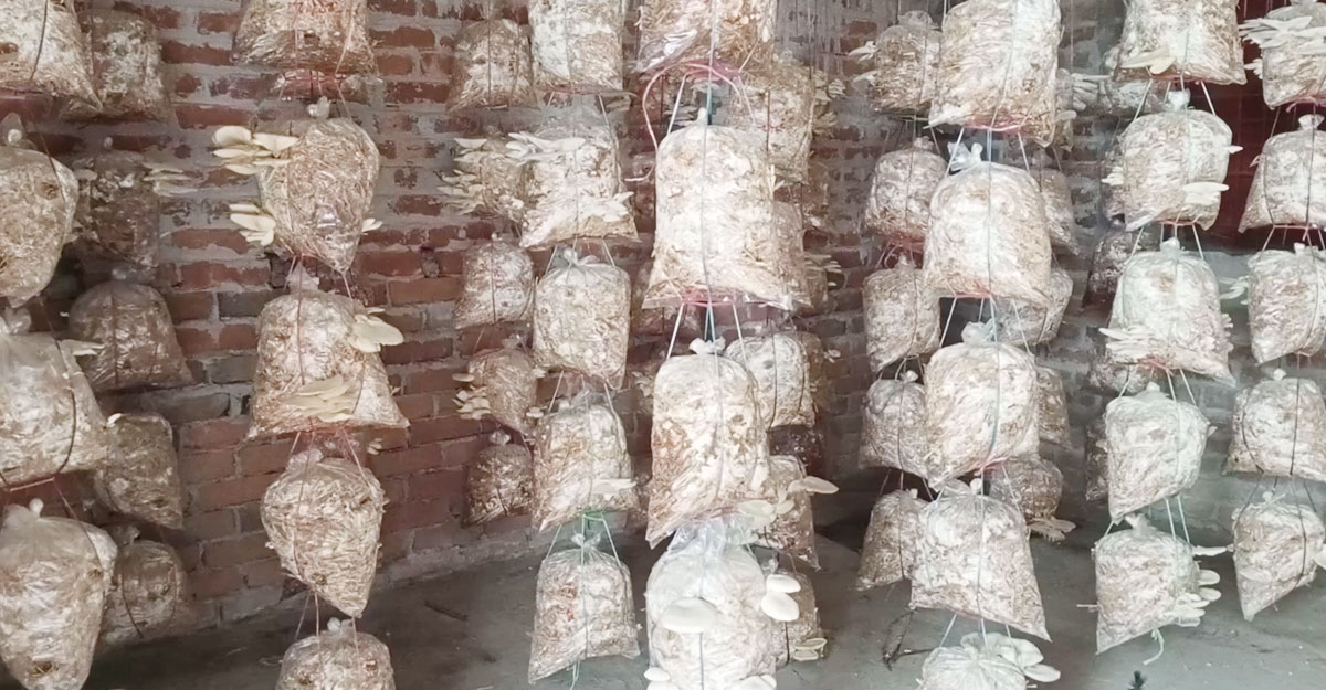 Dhaka Post
