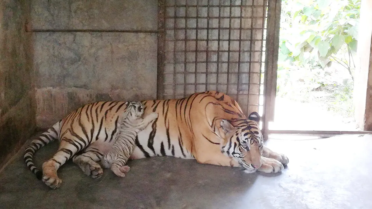 ১৩ প্রাণীর মৃত্যু : সদস্য বেড়েছে, এবার সময় চায় তদন্ত কমিটি