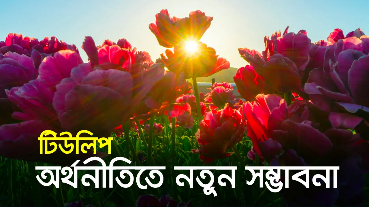 গদখালীর অর্থনীতিতে নতুন সম্ভাবনা টিউলিপ