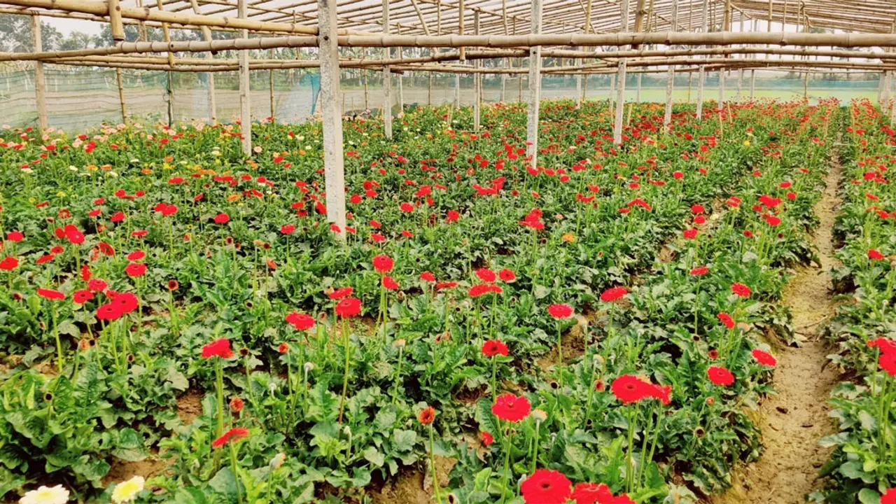 ঝিনাইদহে ১৫ কোটি টাকার ফুল বিক্রির আশা ব্যবসায়ীদের