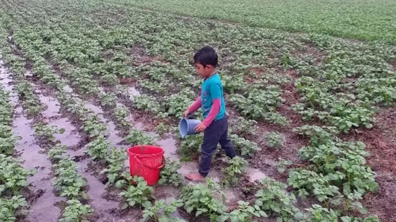 হঠাৎ বৃষ্টিতে ফের আলু নিয়ে বিপাকে মুন্সিগঞ্জের চাষিরা