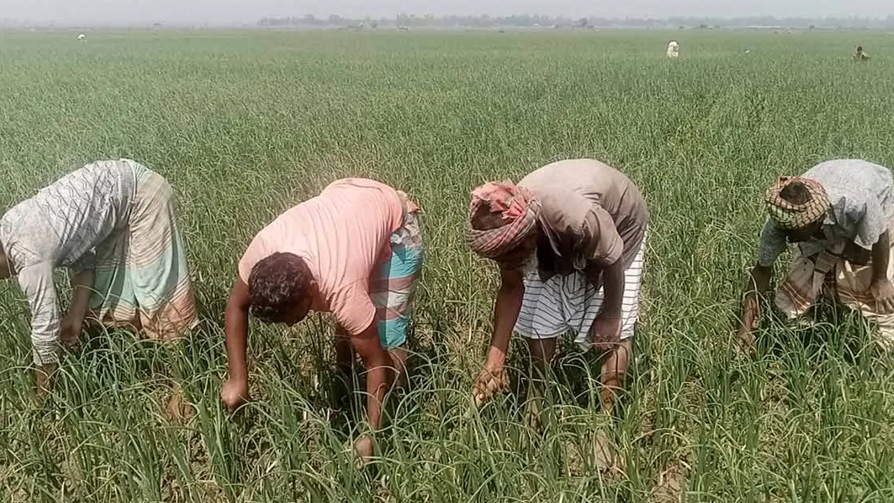 পাবনায় পেঁয়াজের বাম্পার ফলনেও কৃষকের মনে শঙ্কা
