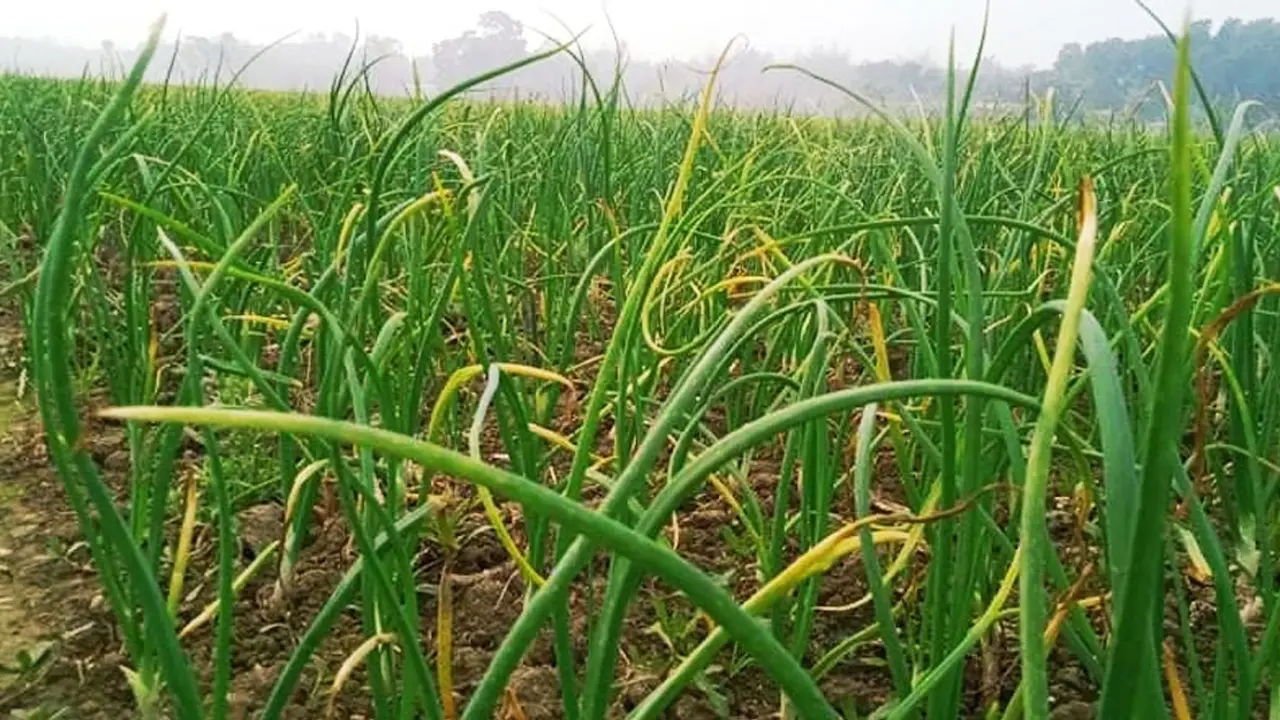 নতুন পেঁয়াজ না আসা পর্যন্ত দাম কমছে না