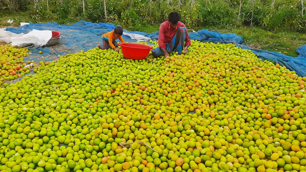 টমেটোর বাম্পার ফলনে দামে হতাশ চাষিরা