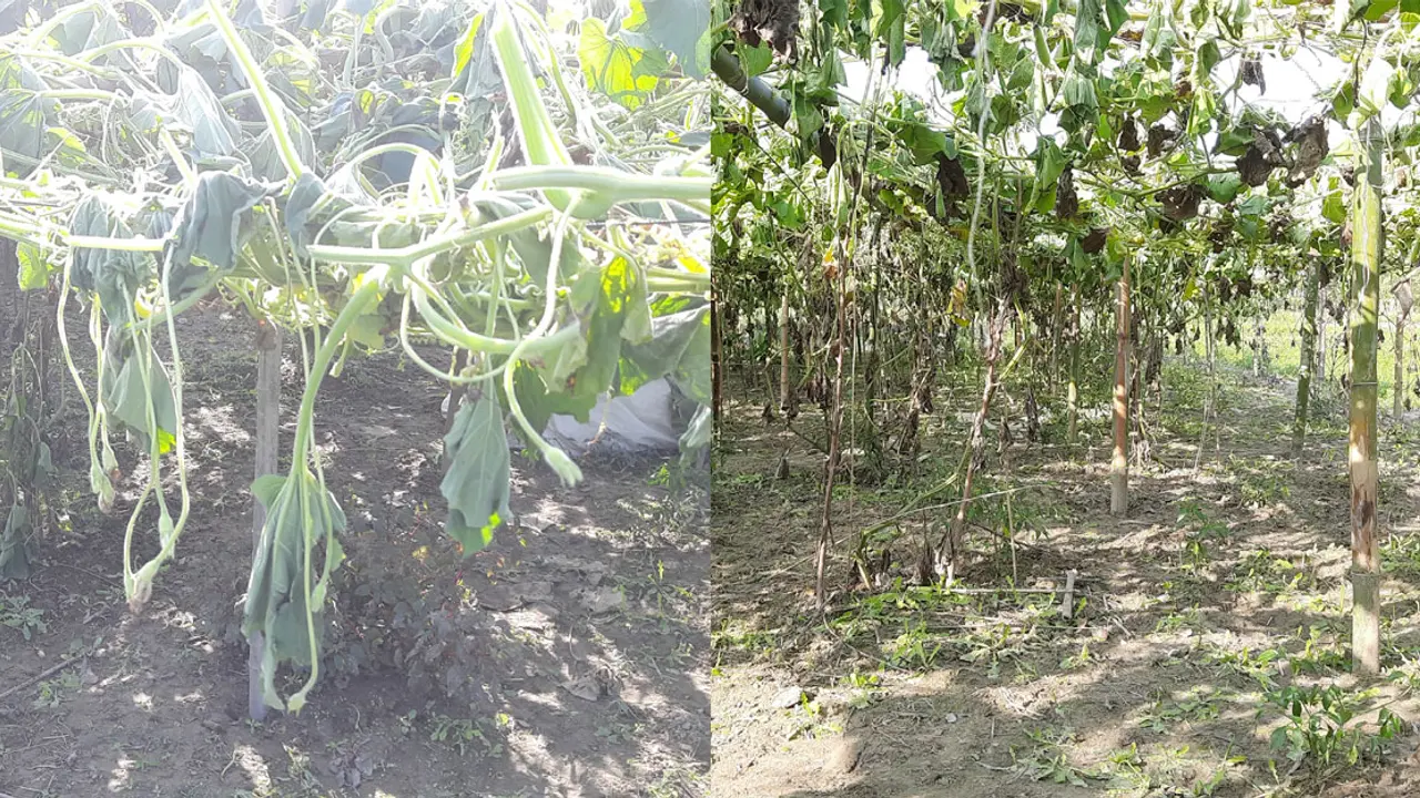 ১০০ লাউগাছের ওপর নির্ভর ছিল দরিদ্র আনোয়ারের সংসার