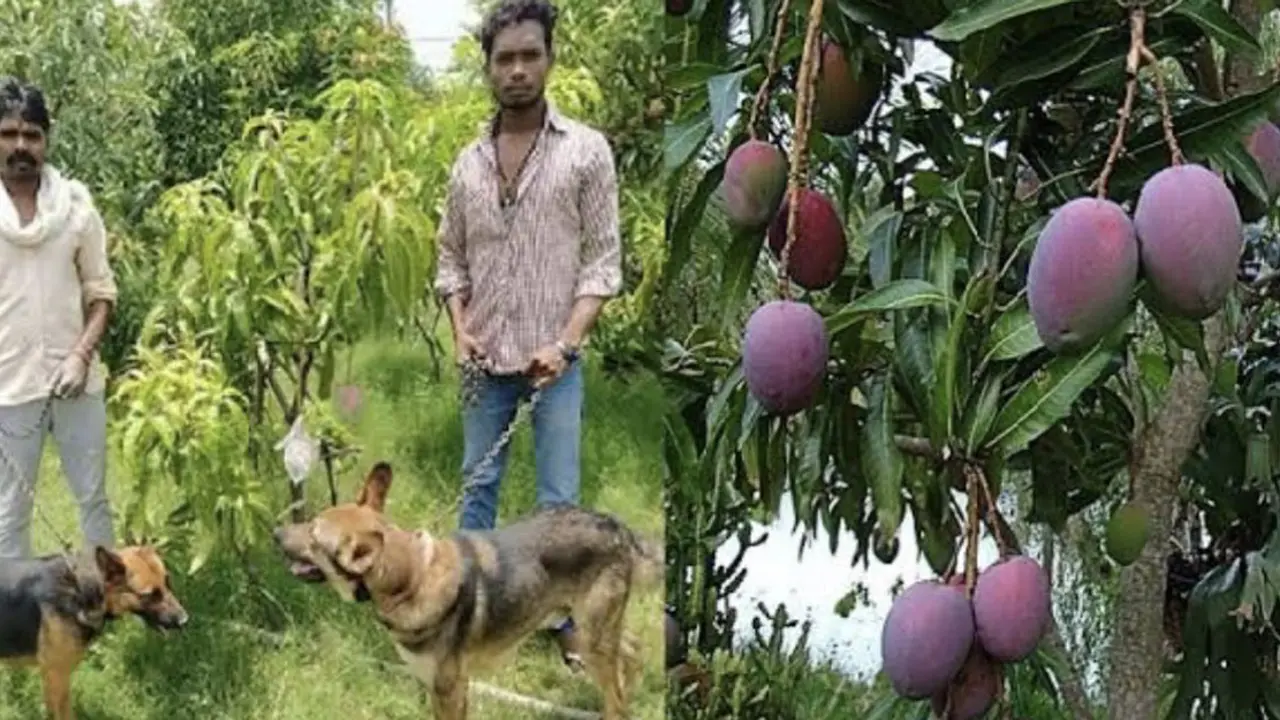 বিশ্বের সবচেয়ে দামি আম বাগানে, পাহারায় ৩ রক্ষী, ৬ কুকুর