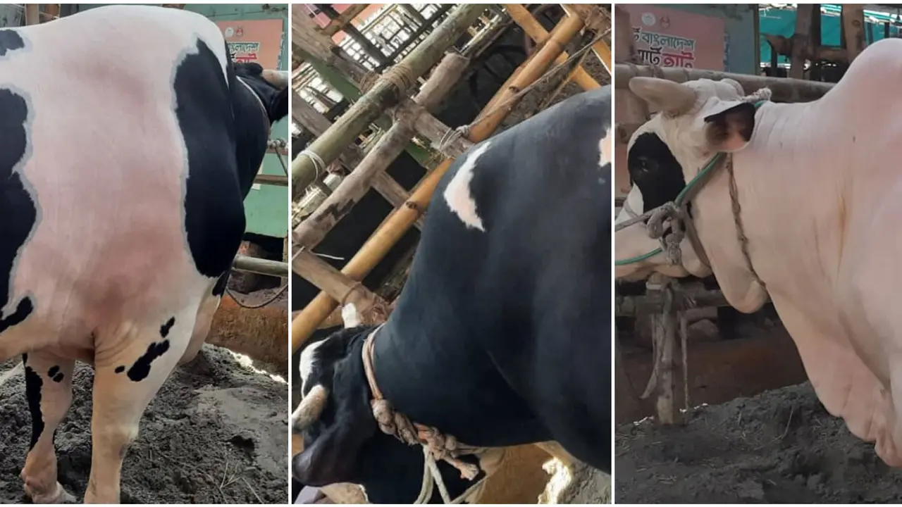 গাবতলী কাঁপাচ্ছে বিগ শো, বাংলার ডন ও বাংলার বস