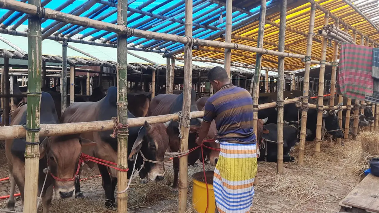 প্রস্তুতি শেষ, ক্রেতার অপেক্ষায় পশুর হাট