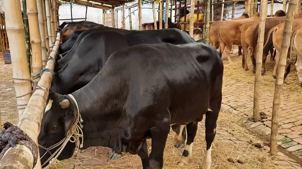 গাবতলী হাটে আসছে কোরবানির পশু