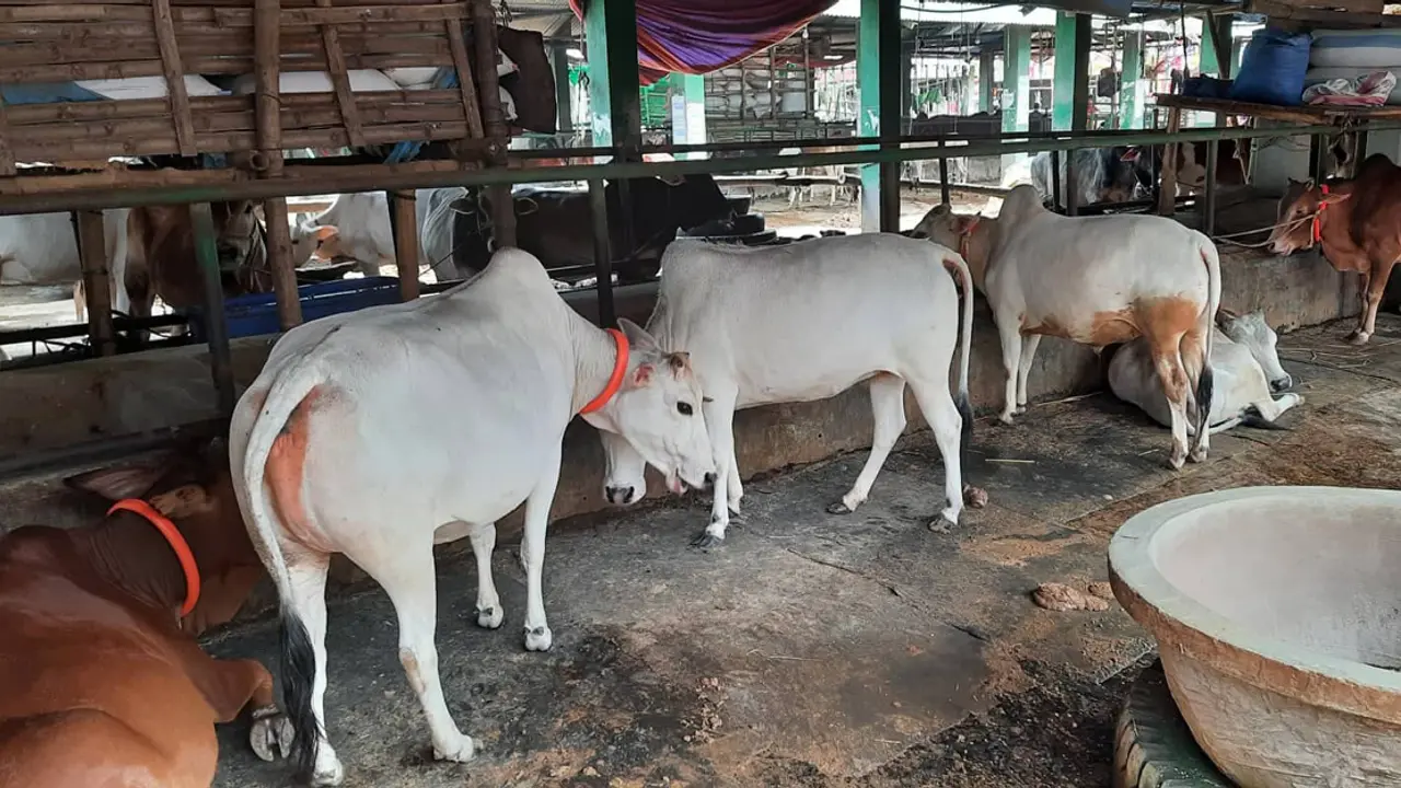 দেড় থেকে আড়াই মণের আকর্ষণীয় ভুট্টিগরু গাবতলীতে