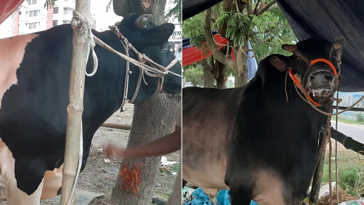 ঢাকার হাটে চাঁদপুরের মুন্নাভাই ও কুষ্টিয়ার শেহের খান