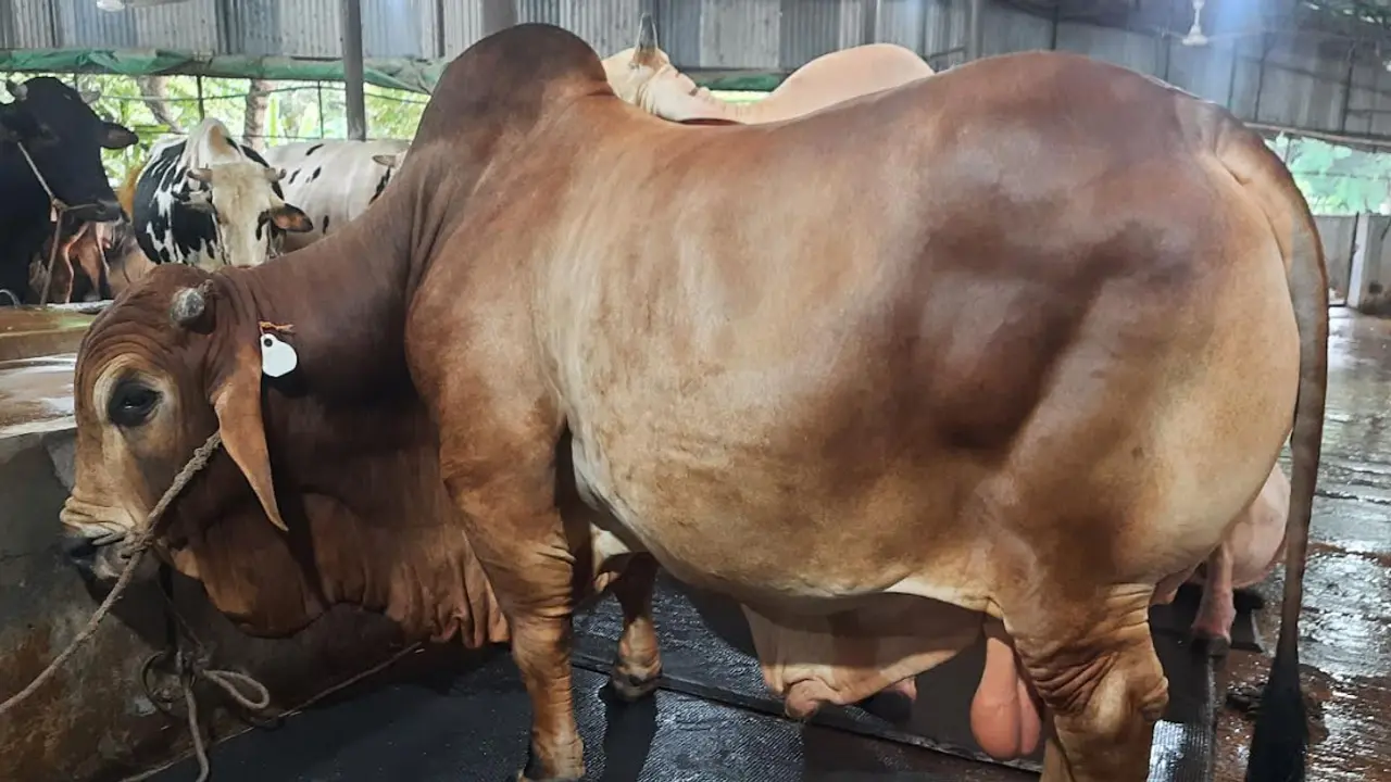 নাম তার মন্টু, খায় খড়-ভুসি, দাম ২০ লাখ