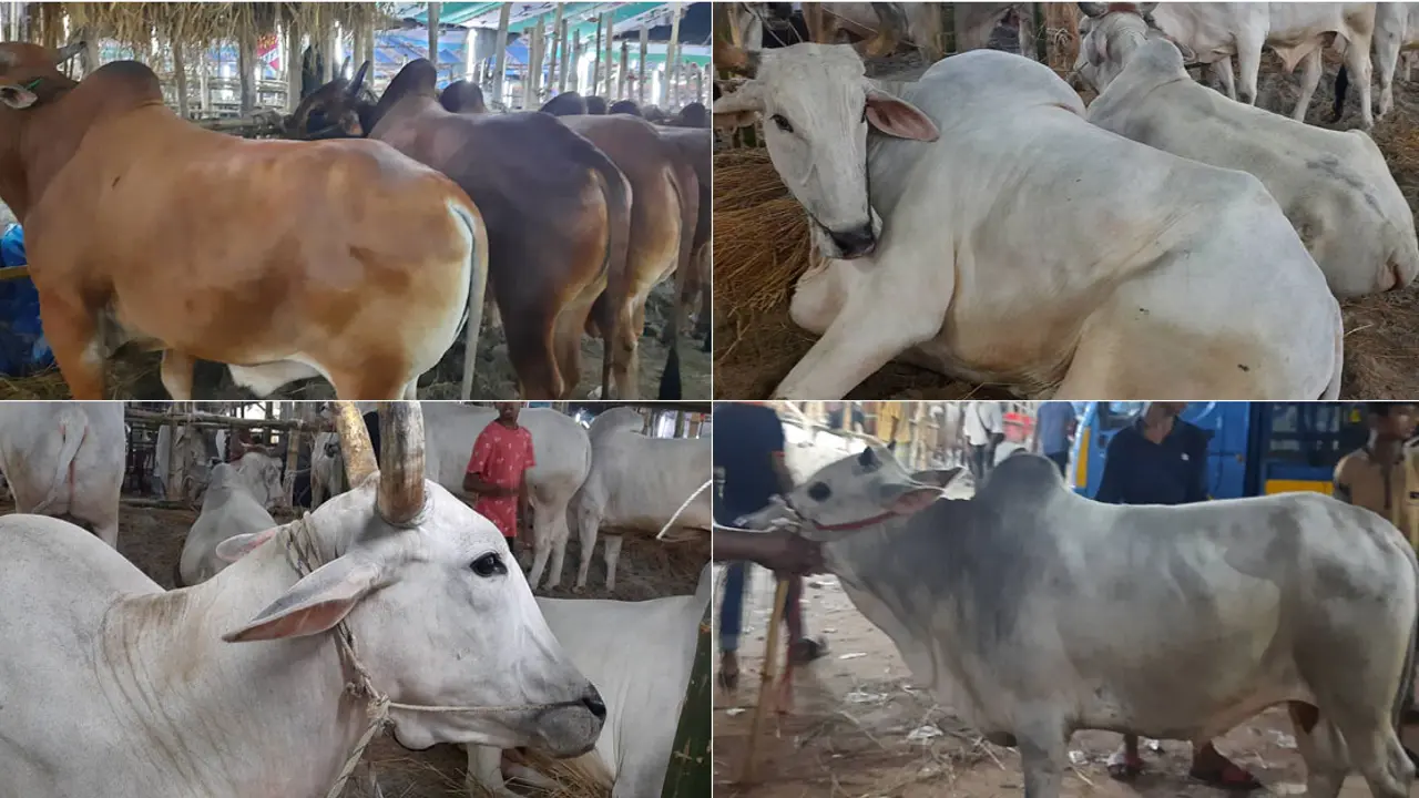গাবতলী হাটে ছোট গরুর চাহিদা বেশি