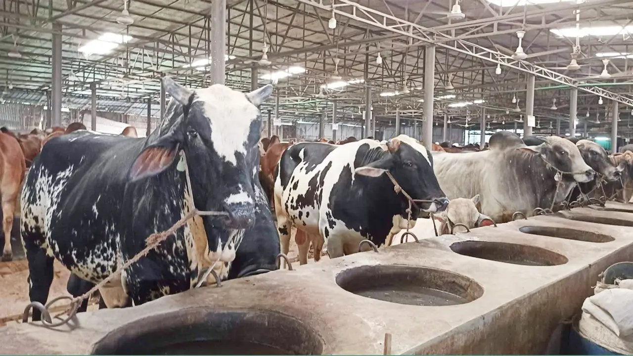 এগ্রো ফার্মের কারো ভালো, কারো মন্দ