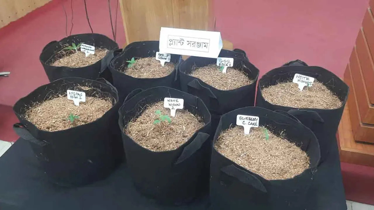 নতুন মাদক ‘কুশ’ তৈরির প্রধান গুলশানের রেয়ার সাঈদ গ্রেপ্তার
