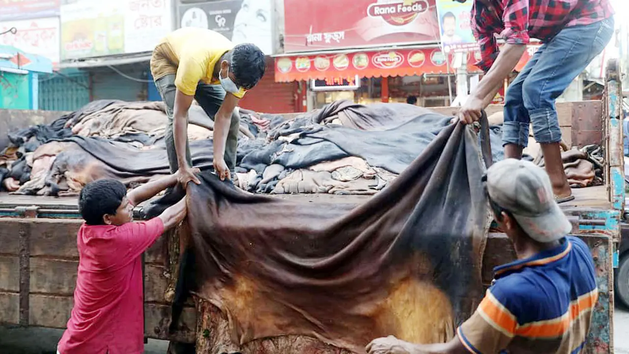 চামড়ায় আগ্রহ নেই কোরবানিদাতা ও ব্যবসায়ীদের