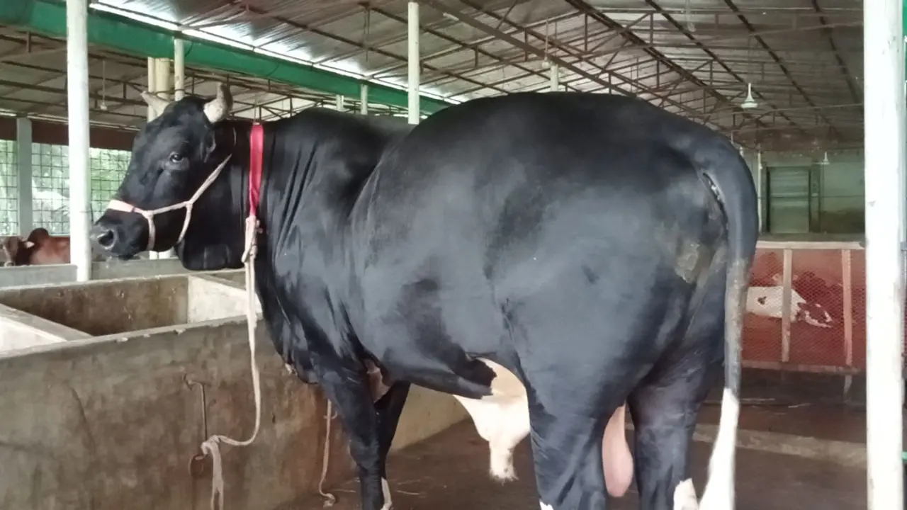৩ লাখ টাকায় কেনা কালা মানিকের দাম এখন ১৭ লাখ