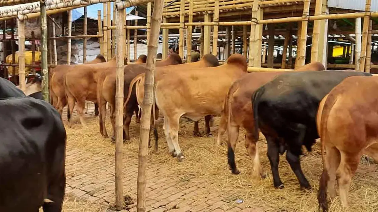 সড়ক-মহাসড়কে পশুর হাট বসানো যাবে না