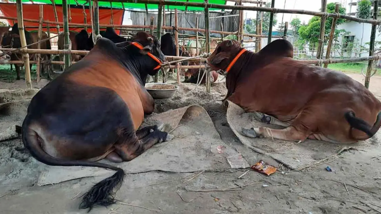 নবাব-সুলতান-লাল বাহাদুরের সঙ্গে খাসি ফ্রি