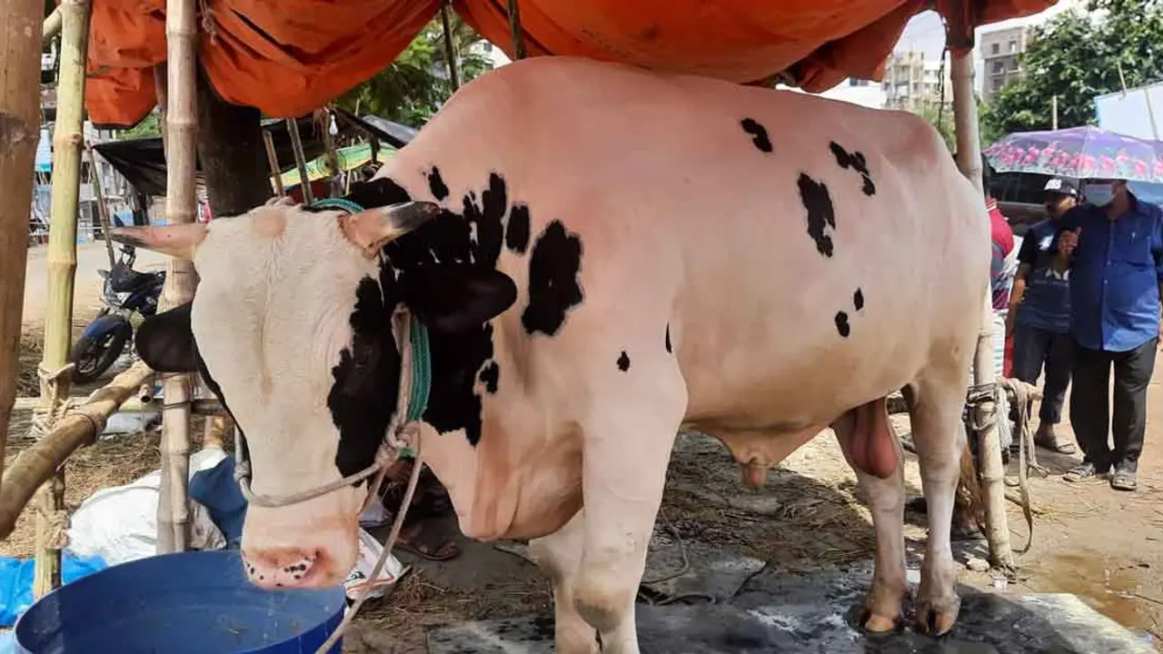 বড় গরুর ক্রেতা কম, চিন্তিত বিক্রেতারা