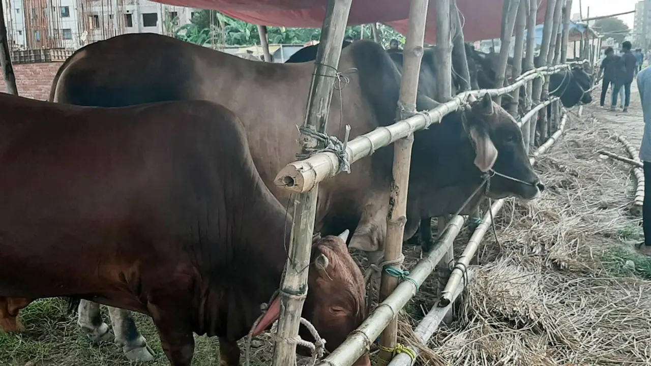 লাখ টাকার নিচে গরু নেই আফতাব নগর হাটে