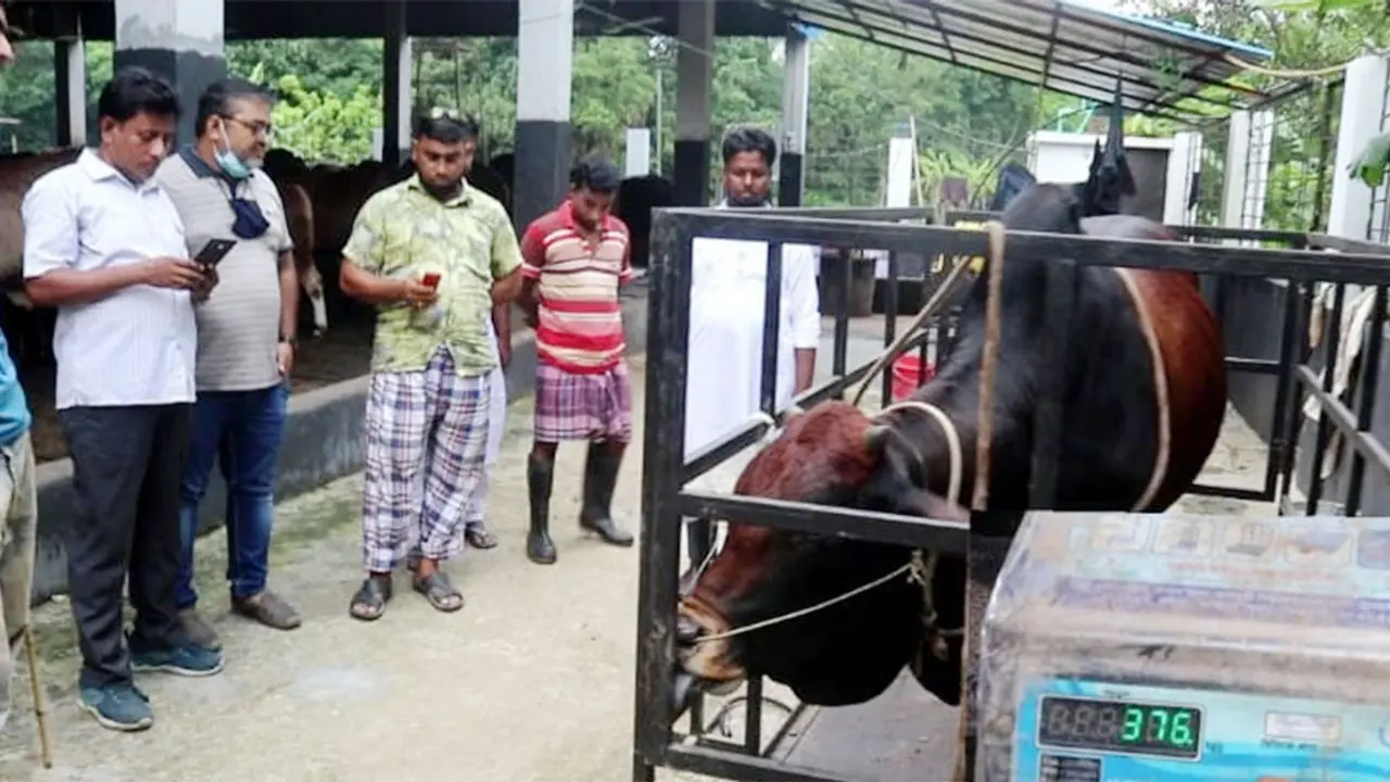 কুমিল্লায় গরু কিনলে ডেলিভারি ফ্রি