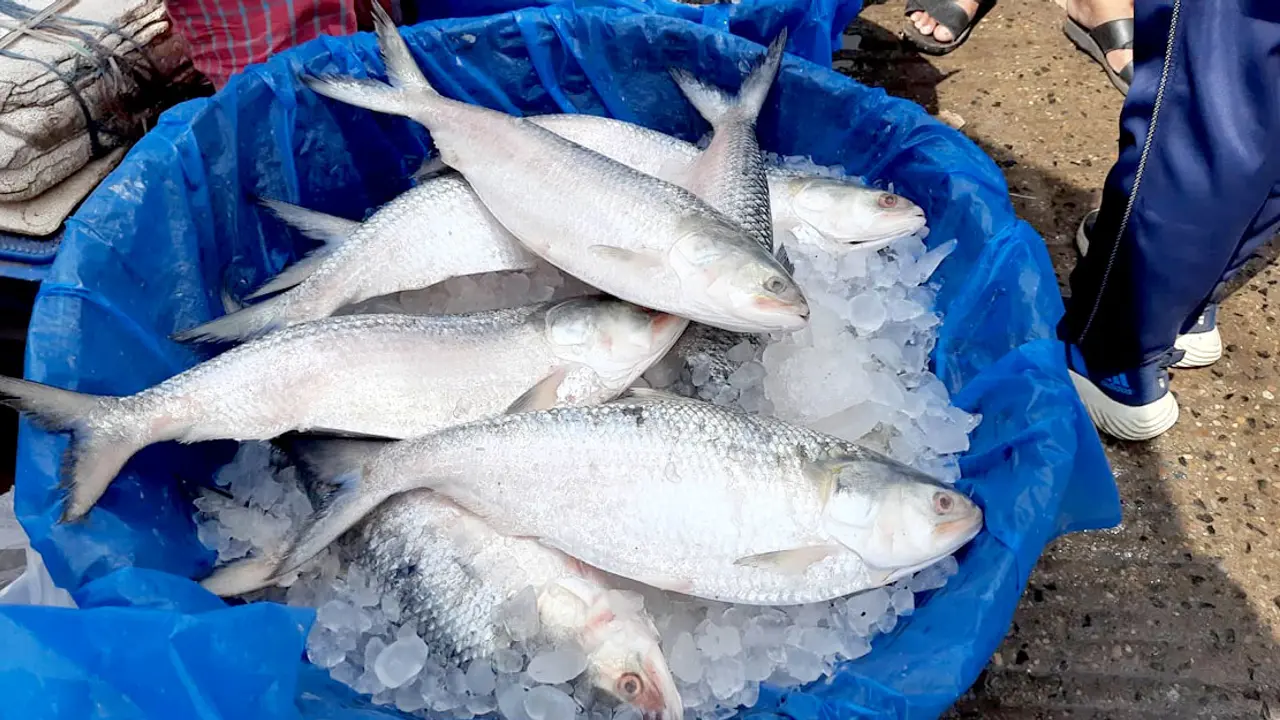 ইলিশে সয়লাব বাজার, তবুও দাম চড়া