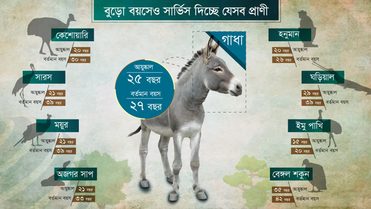 ক্লান্ত গাধা, হাড় বেরিয়ে কাঁপছে কান্তা, নড়ছে না বুড়ো অজগর