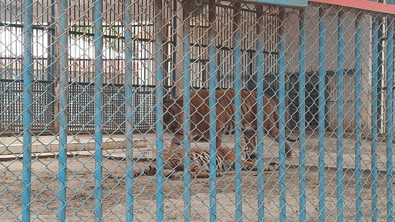 খাঁচায় অস্বস্তি, চিড়িয়াখানার প্রাণীদের স্বাস্থ্যঝুঁকি