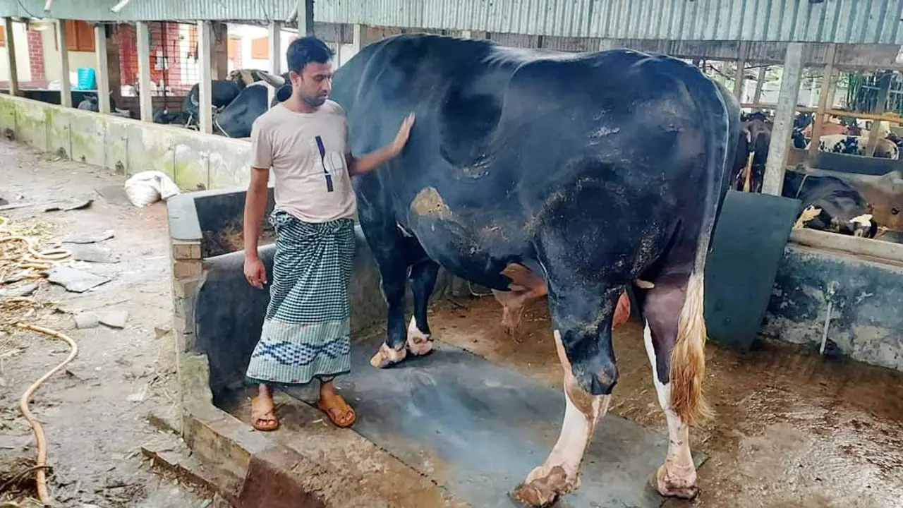 ৩৮ মণের সম্রাটকে কেজি দরে বিক্রি করে দেবেন মালিক