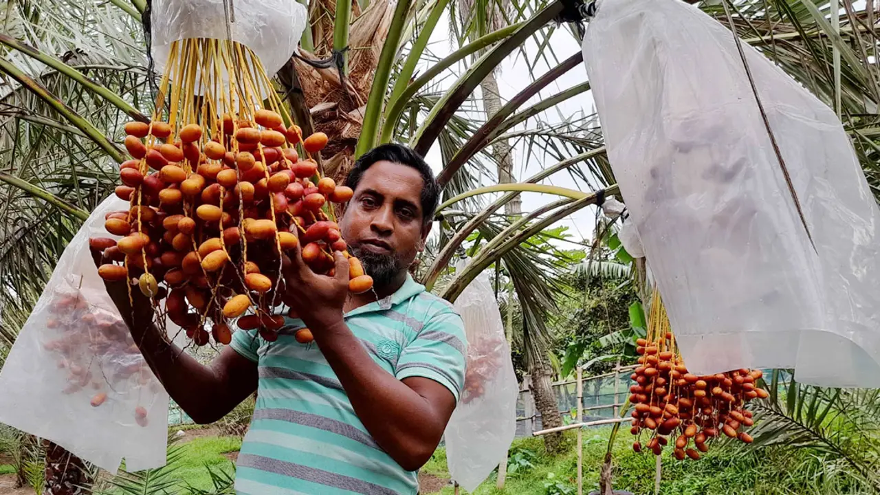 খেজুর চাষে ভাগ্য বদল বাদলের