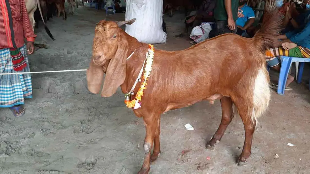রাজবাড়ীর ‘চেয়ারম্যান’ গাবতলীতে, দাম এক লাখ ১৫ হাজার